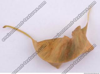 Leaves Dead 0022